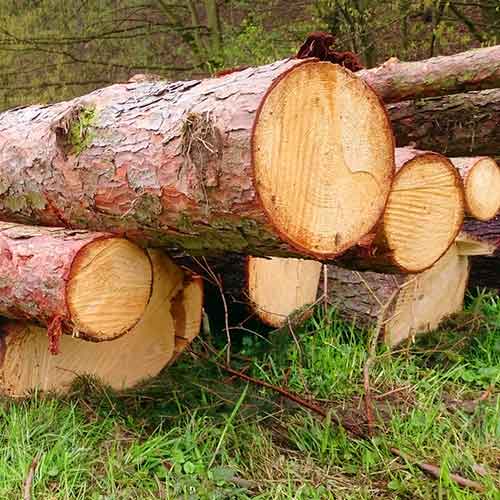 Можно ли определить время незаконной рубки деревьев?